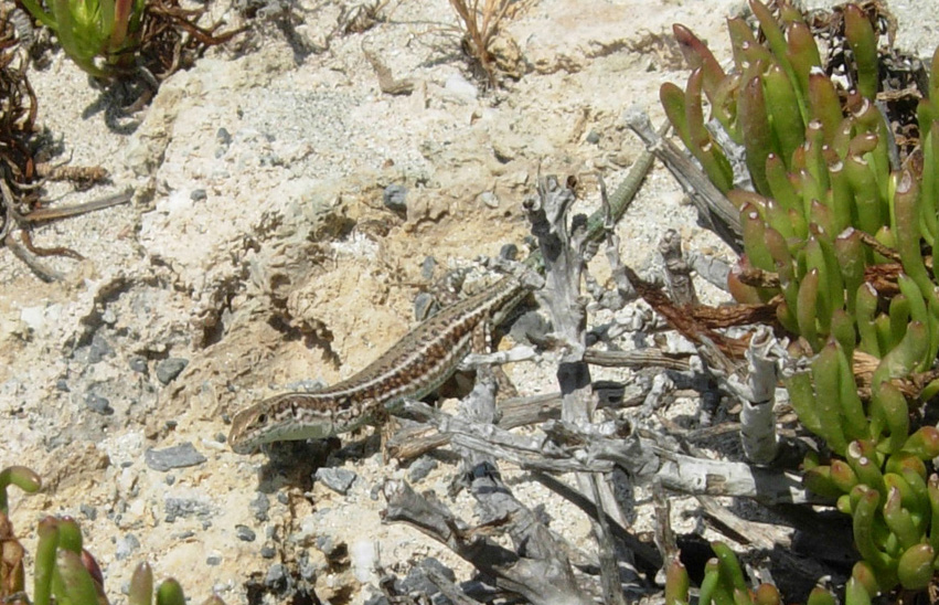 Da Creta: Podarcis erhardii